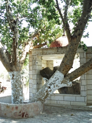 Дерево у м. Єрихоні, на якому, за легендою, сидів Закхей. Перед мощами Закхея в Єрихонському храмі. Світлини автора